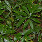 Araceae (Lasia spinosa)